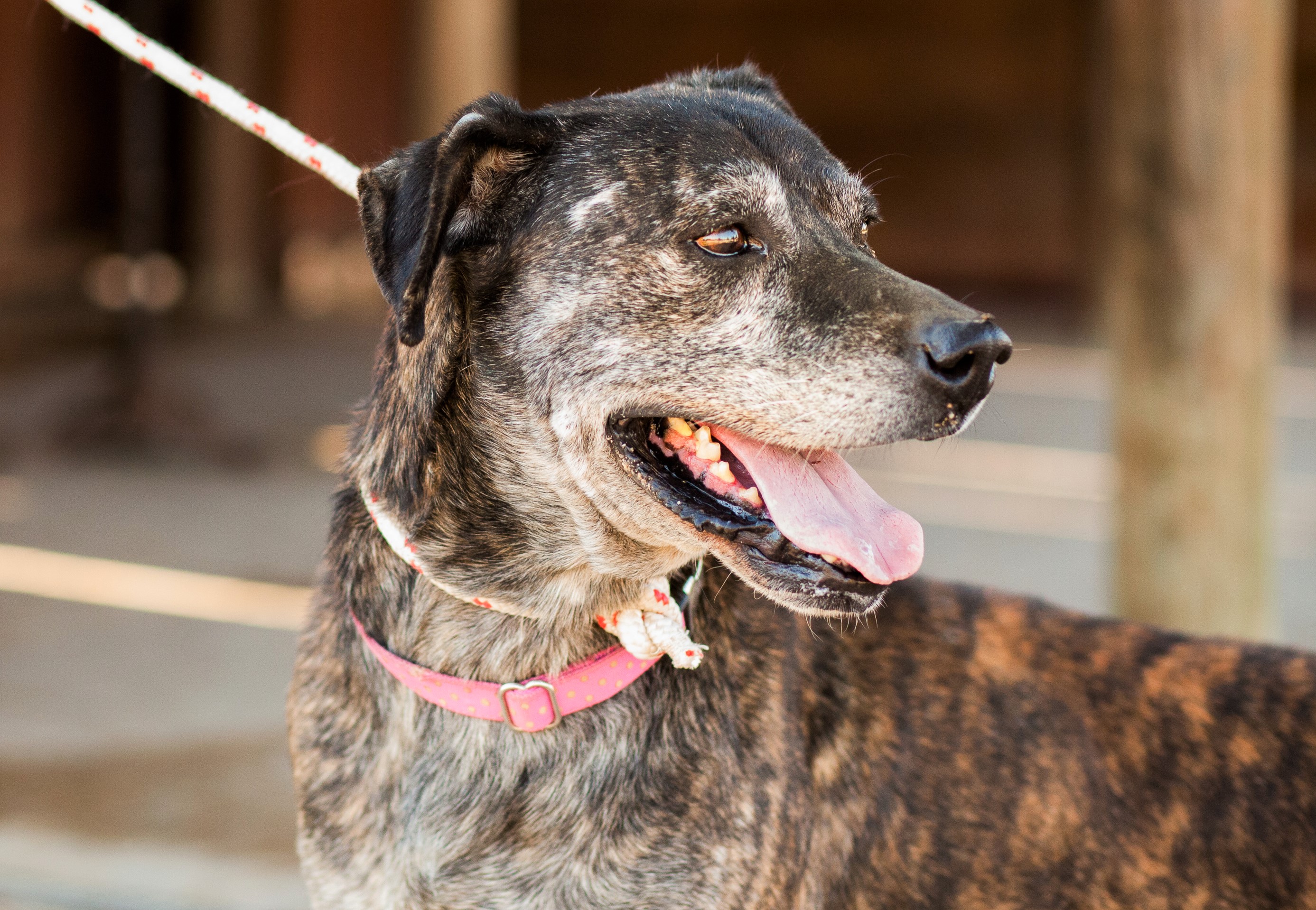GARY 6146