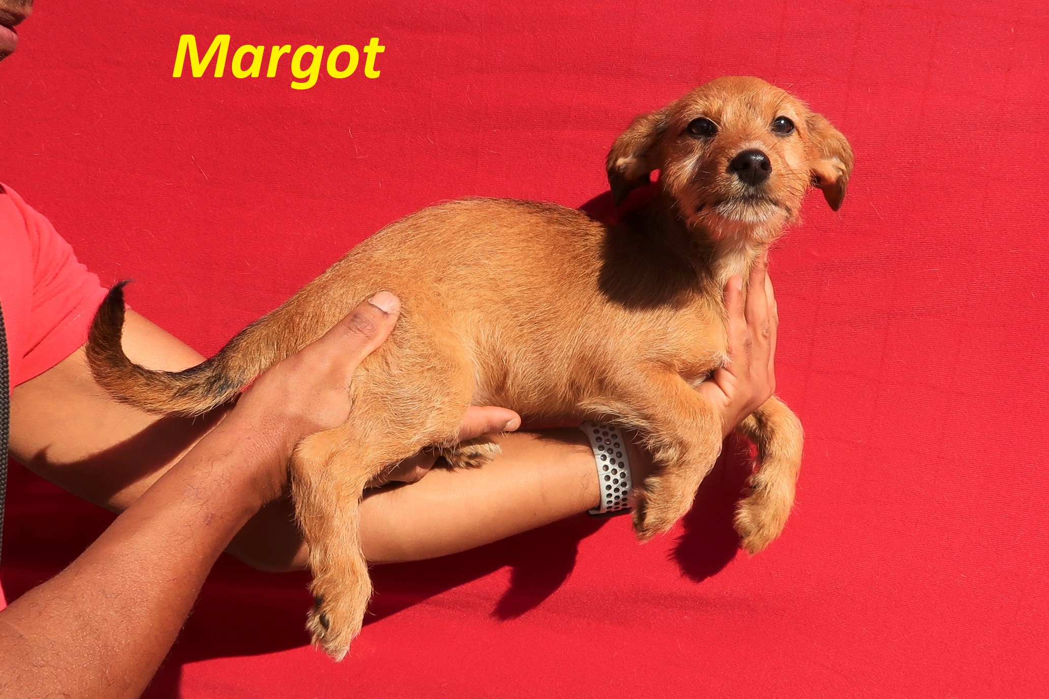 MARGOT 8534