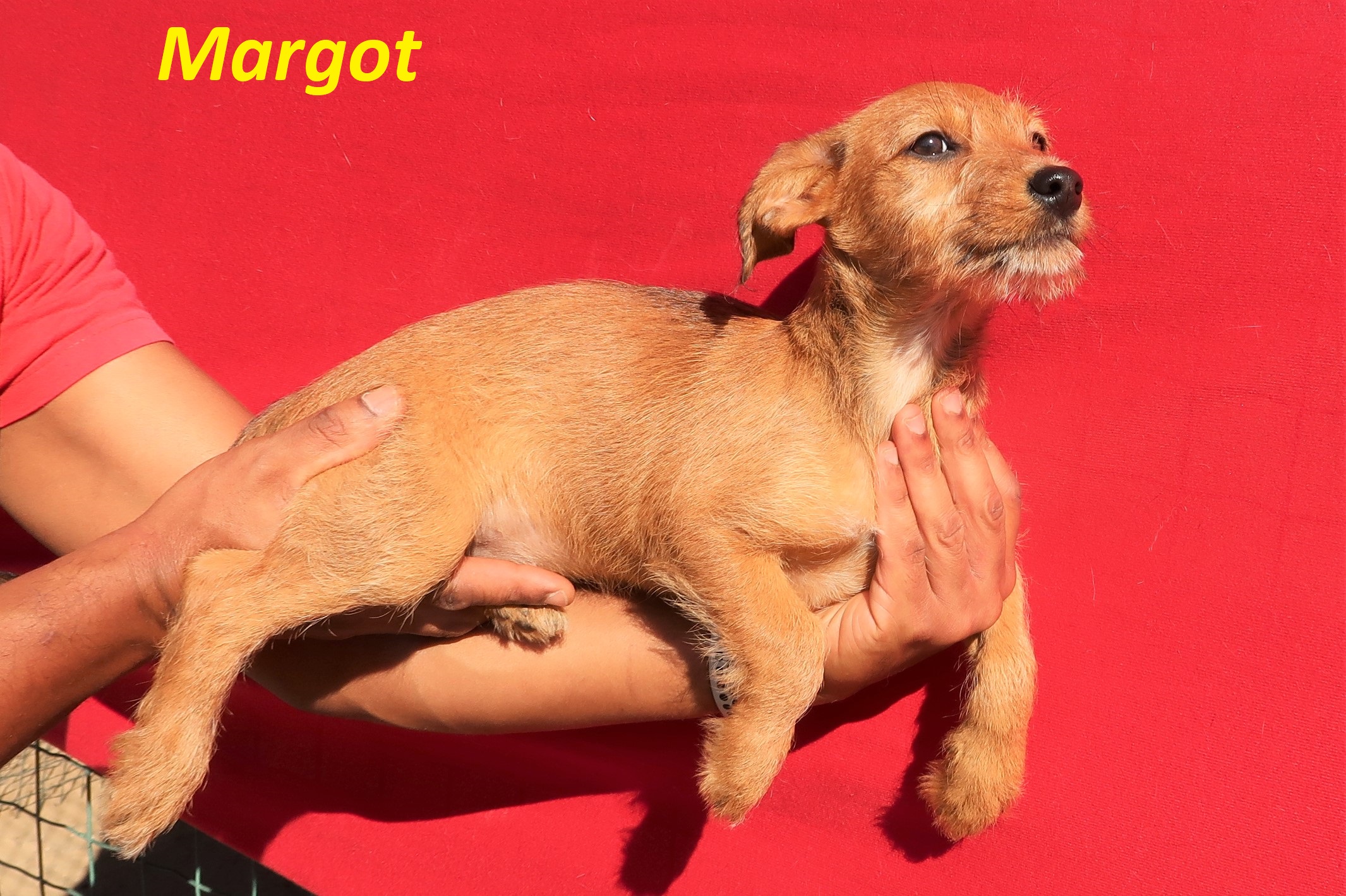 MARGOT 8534
