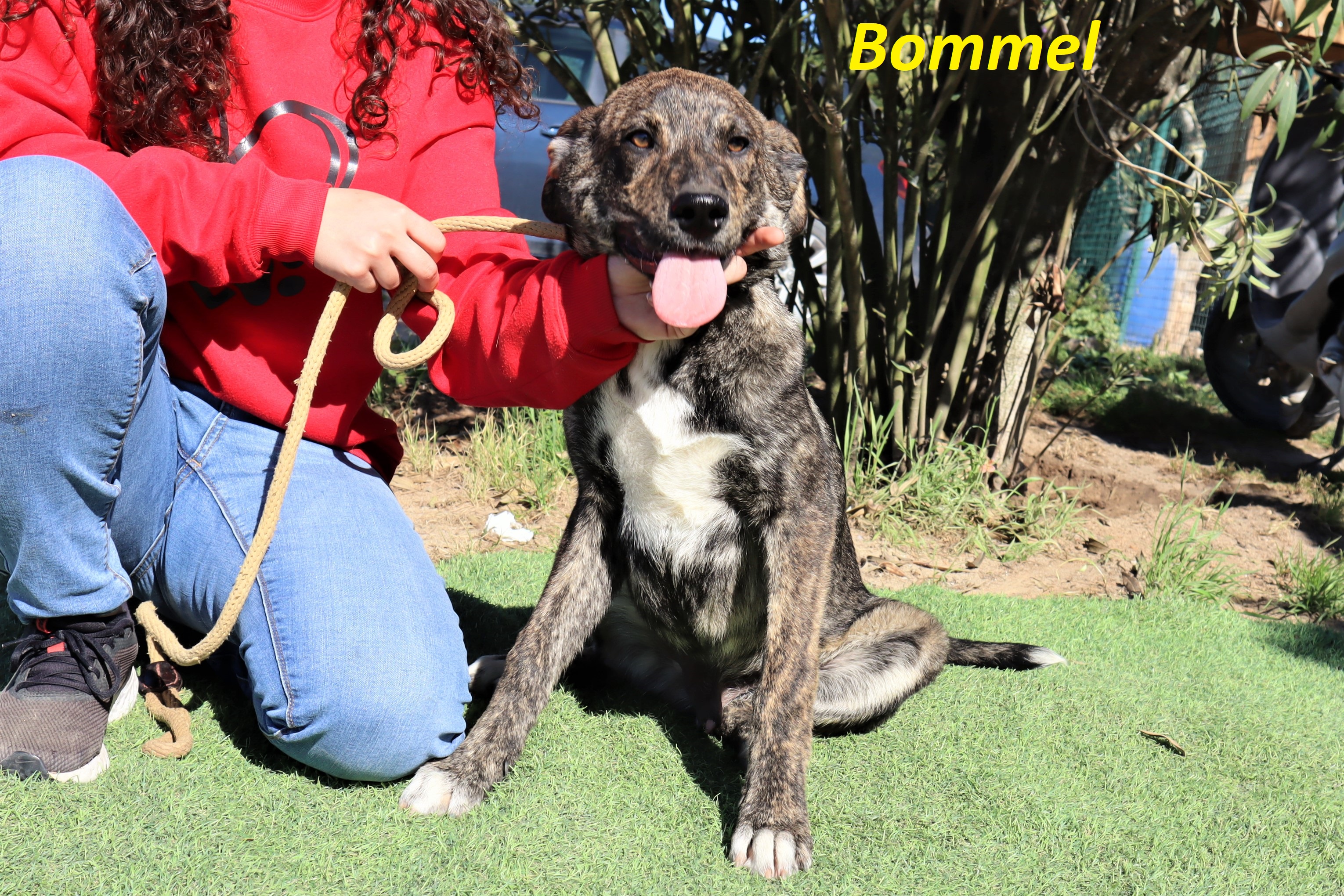 BOMMEL 8885