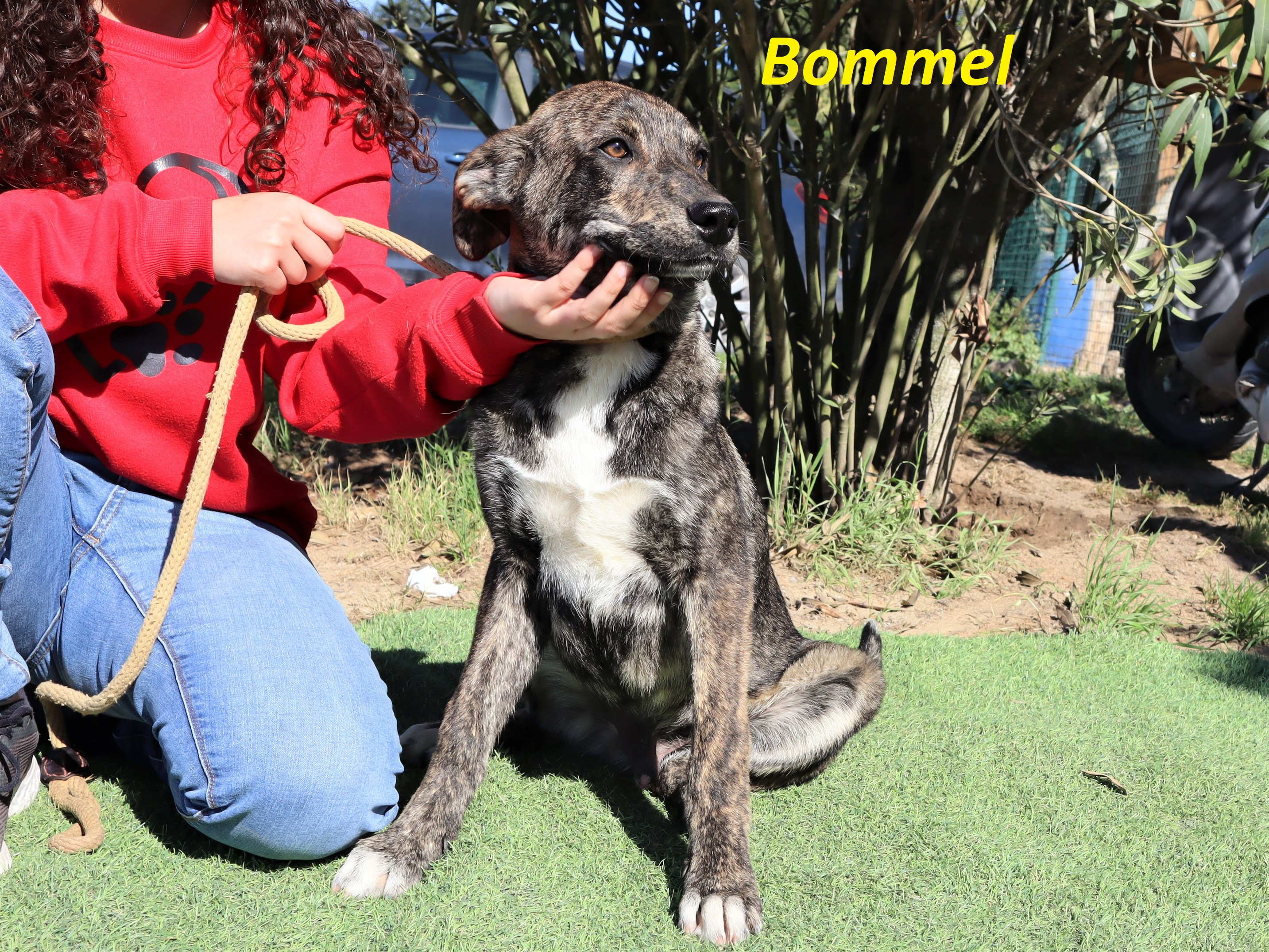 BOMMEL 8885