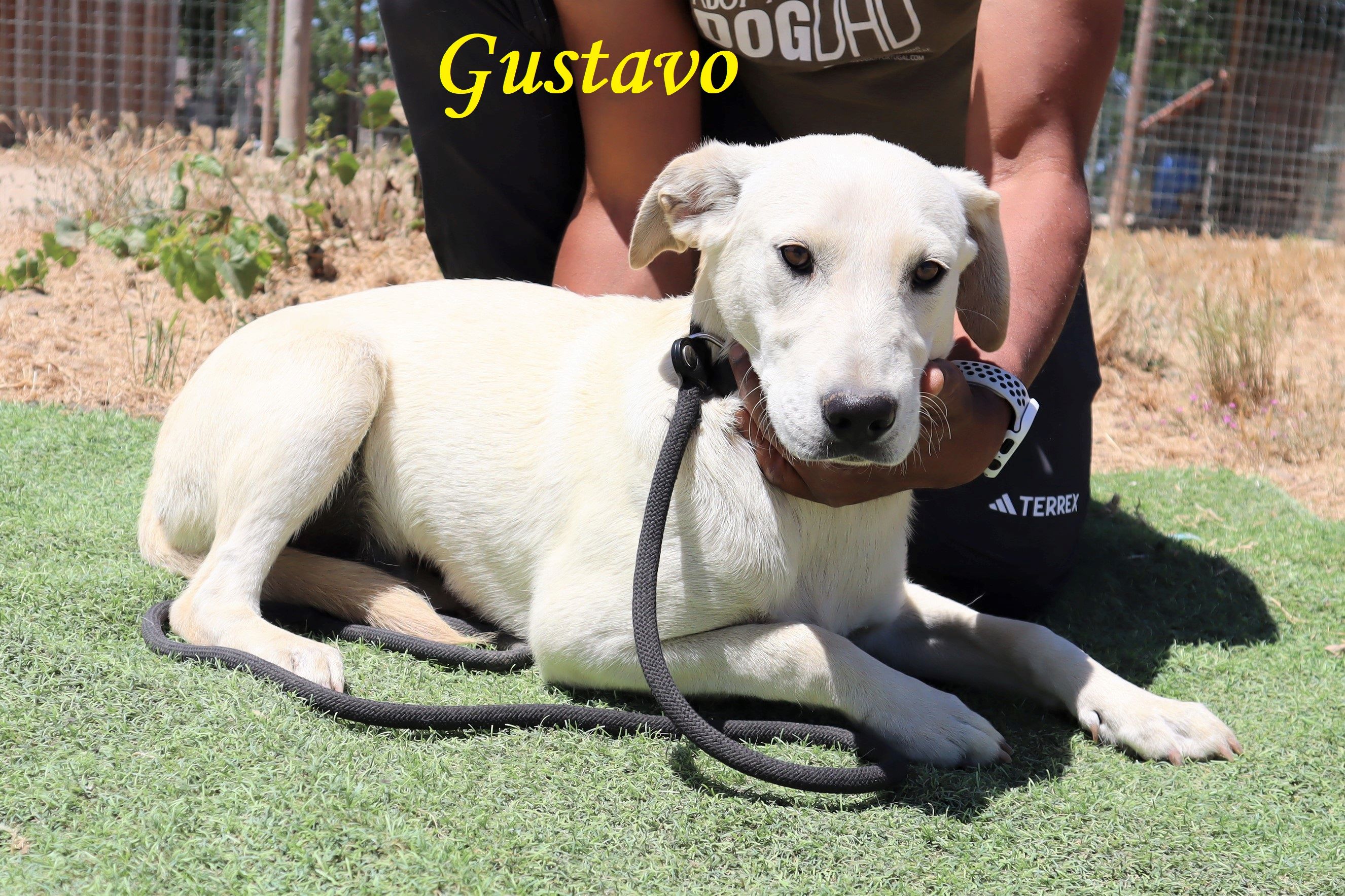 GUSTAVO 9002