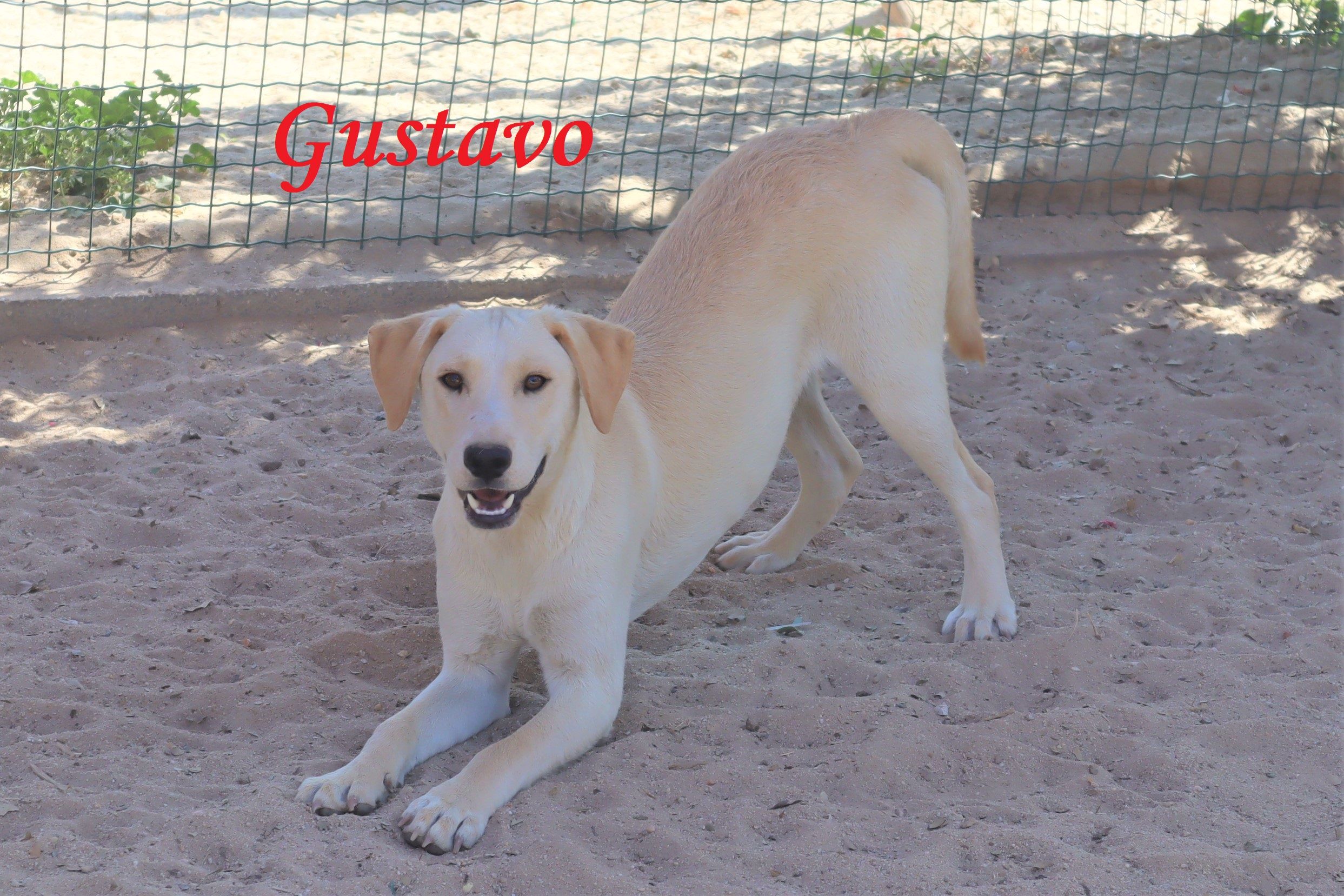 GUSTAVO 9002