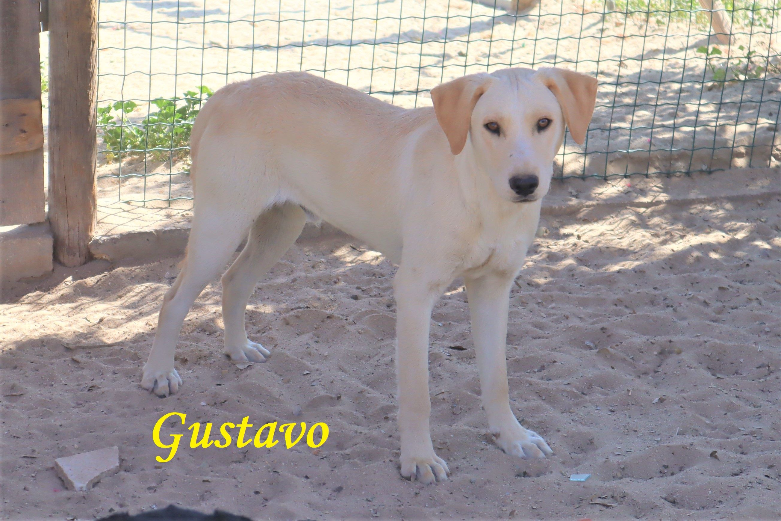 GUSTAVO 9002