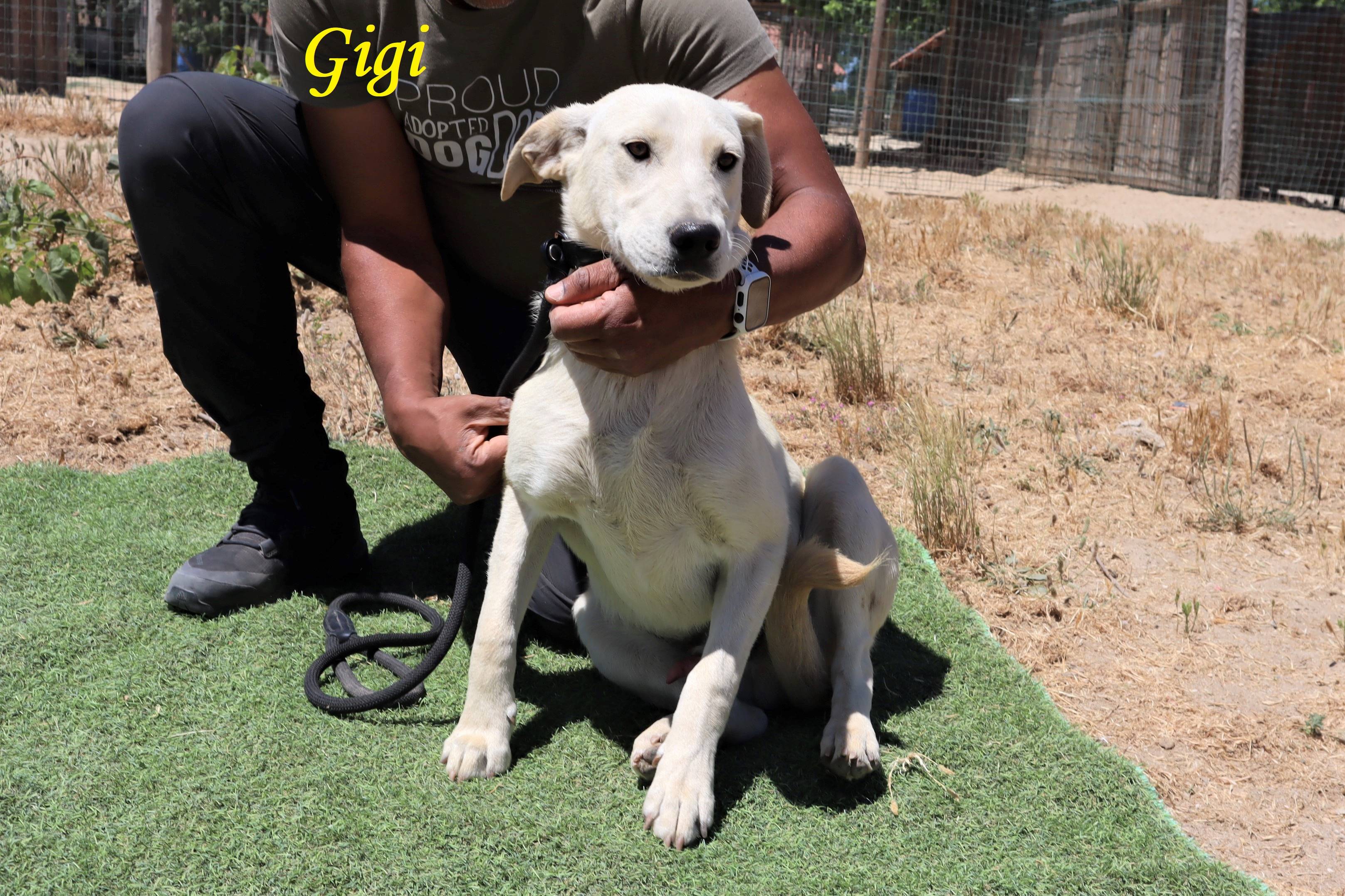 GIGI 9003
