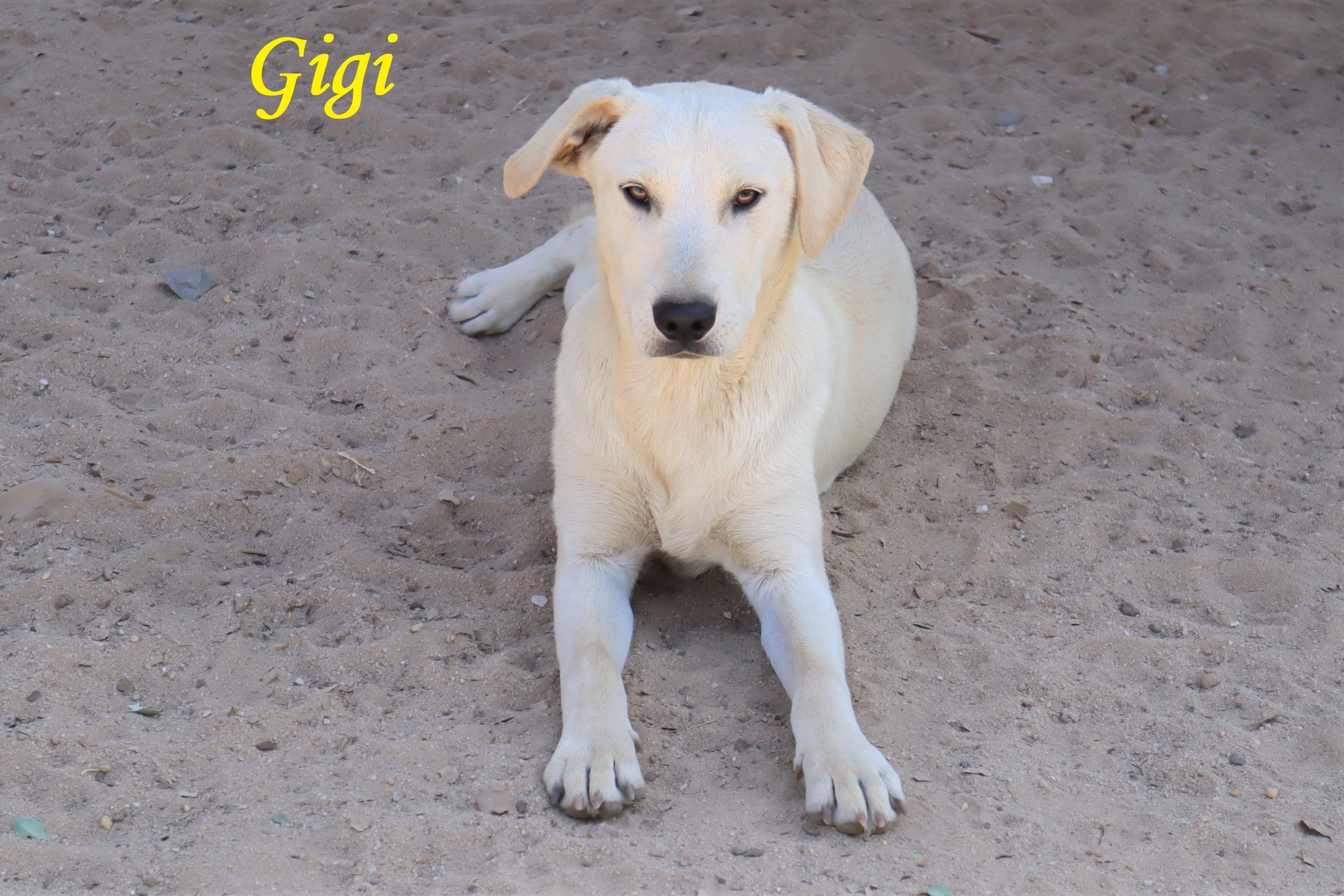 GIGI 9003