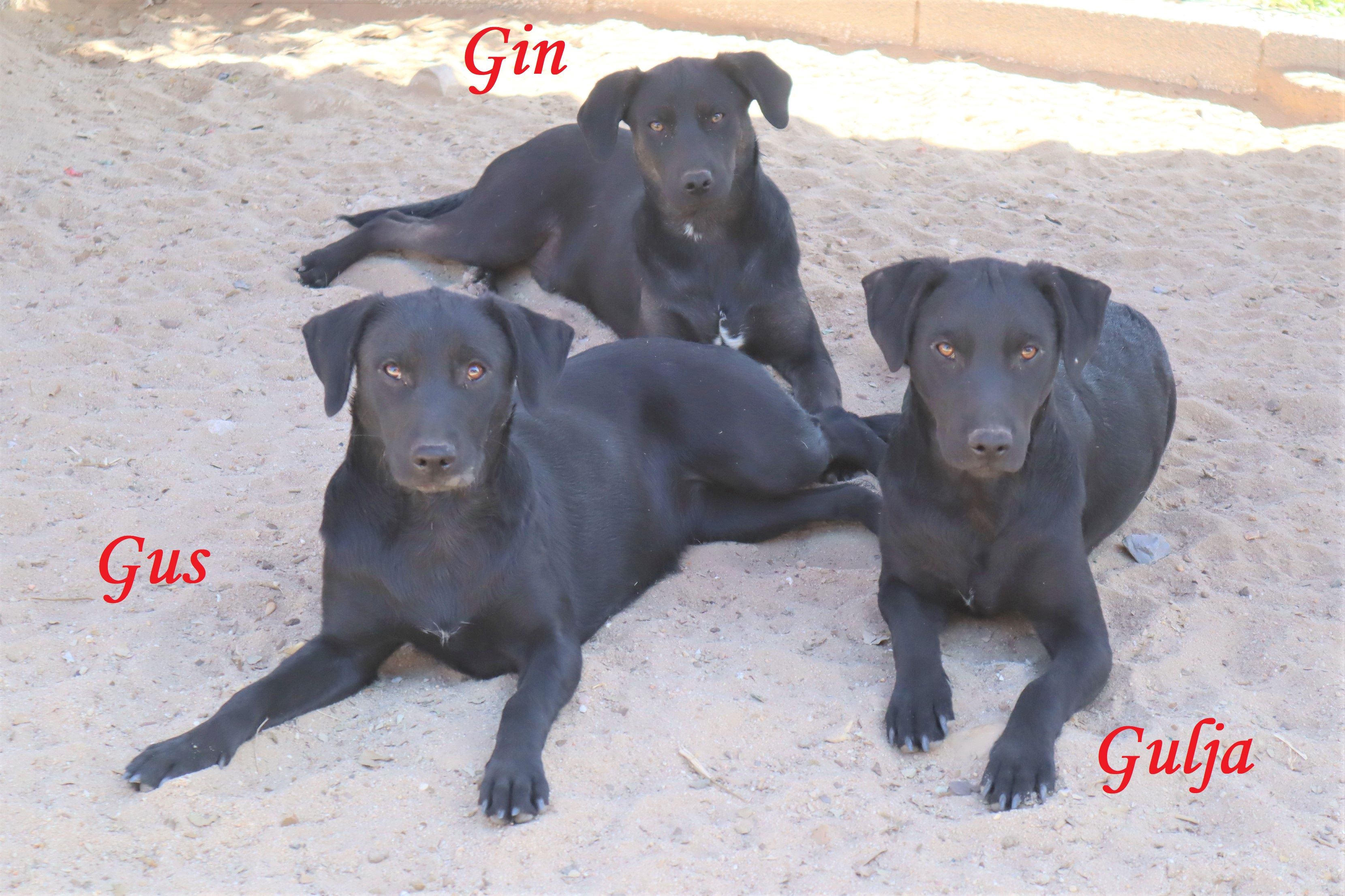 GIN 9004