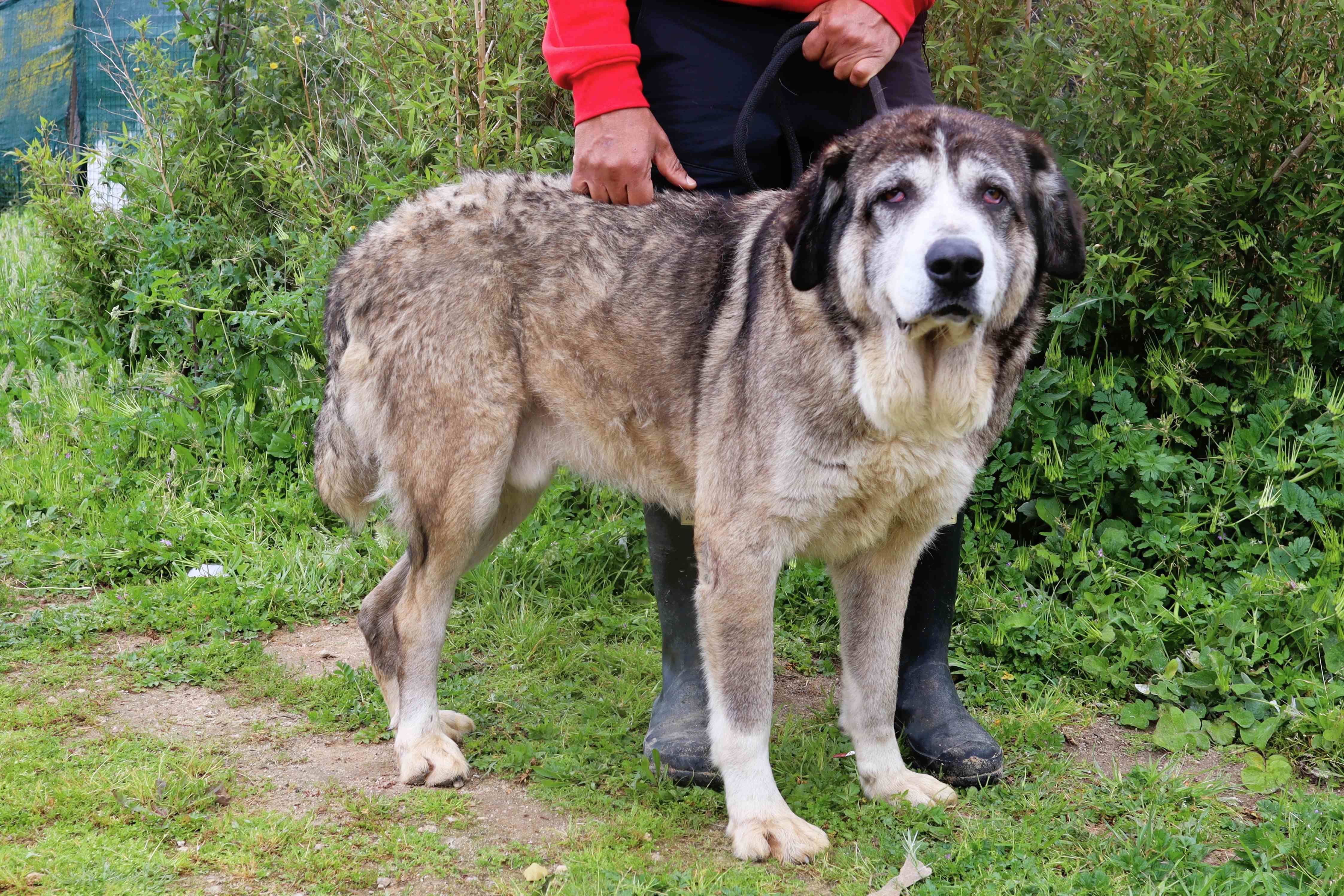 RUFUS 9871