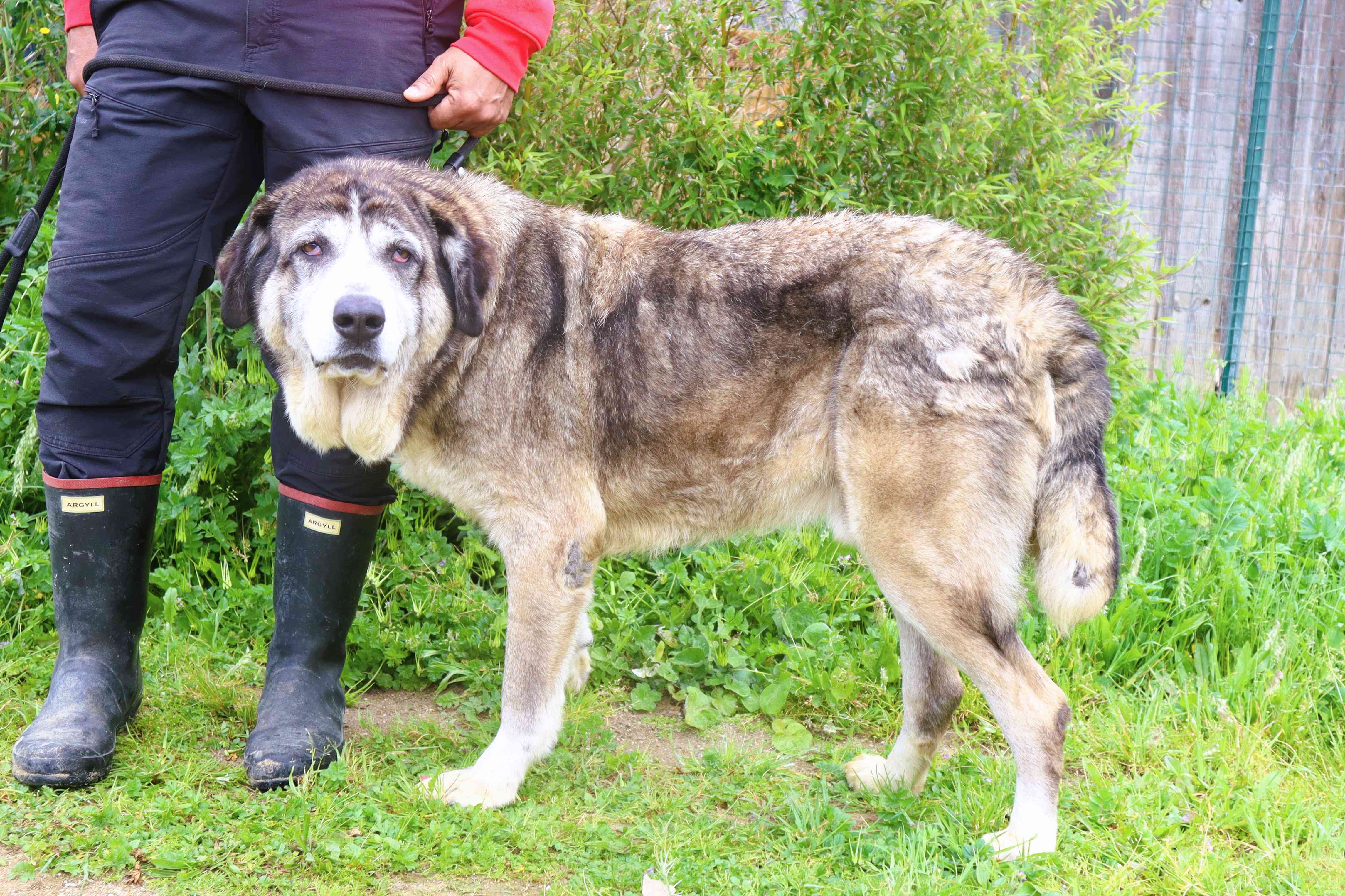 RUFUS 9871