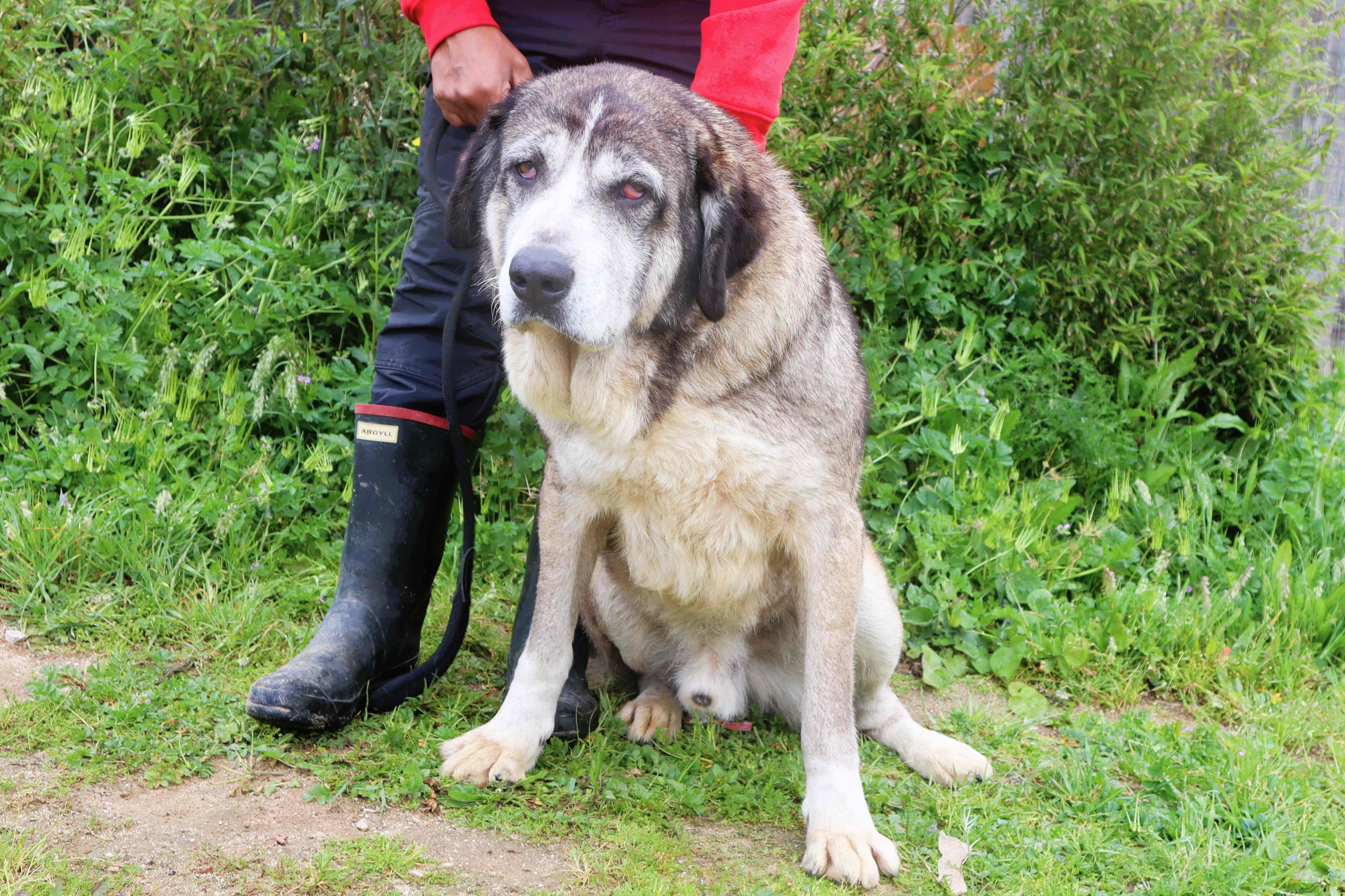 RUFUS 9871